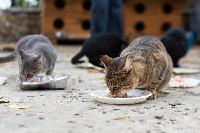 Fakten über Wildkatzen