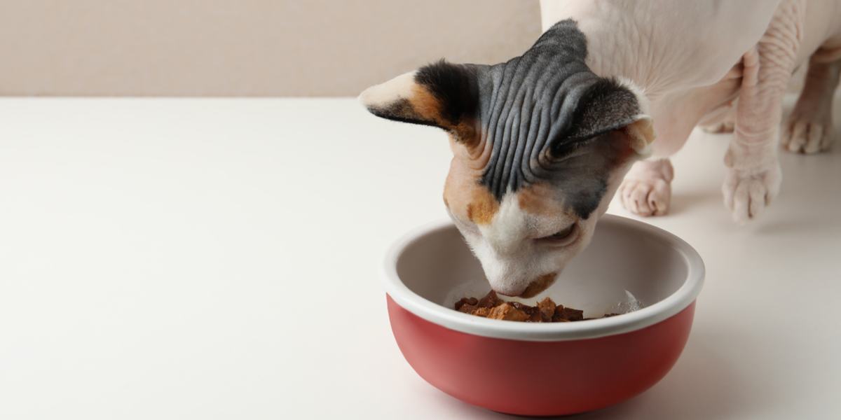 Bild einer Schüssel gefüllt mit hochwertigem Hühnerfutter für Katzen, speziell zubereitet für optimale Ernährung und Geschmack.