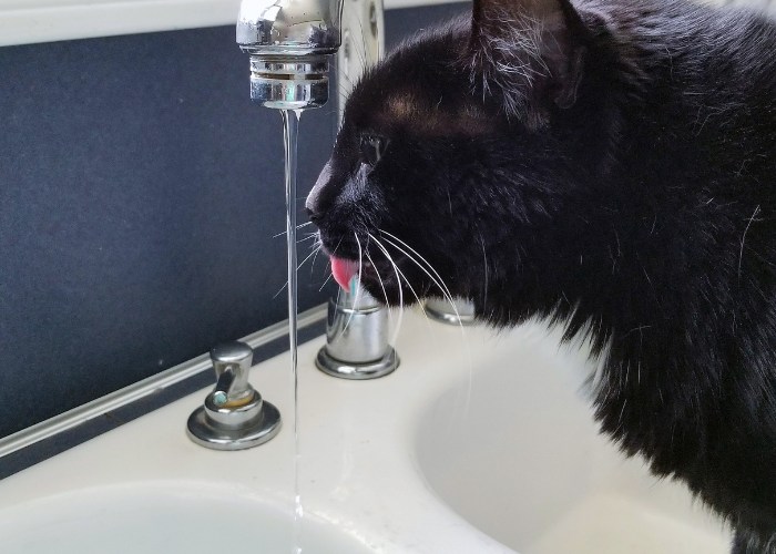 Ein Bild zeigt eine schwarze Katze, die unter einem laufenden Wasserhahn steht und Wasser daraus trinkt.