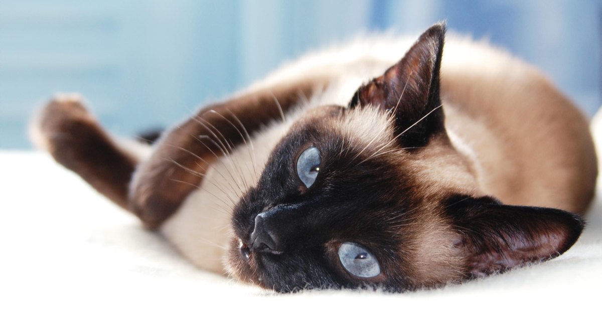 Ein Bild, das eine Katze mit faszinierenden blauen Augen zeigt