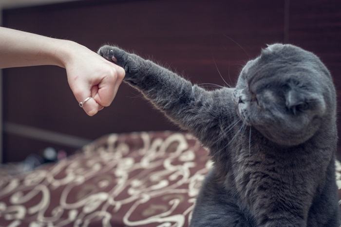 Das Bild zeigt wahrscheinlich eine Katze, die Anzeichen von Langeweile und Verspieltheit zeigt.