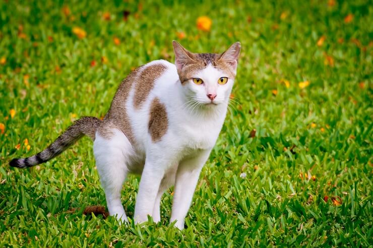 Ein Bild, das eine Katze zeigt, die in einem Garten ihr Geschäft verrichtet. Die Szene zeigt eine Katze bei ihrem natürlichen Verhalten und geht gleichzeitig auf Bedenken ein, die damit zusammenhängen, dass Katzen Gärten als Ort für ihre Notdurft nutzen.