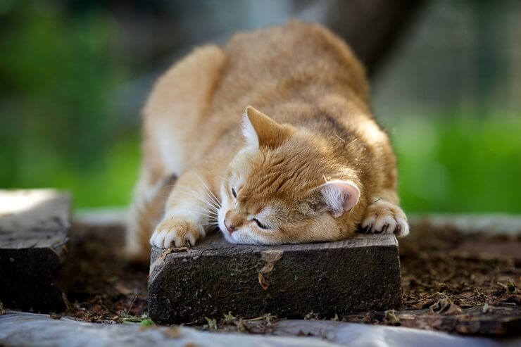 Ein Bild einer Katze, die ihren Kopf an der Hand einer Person reibt.