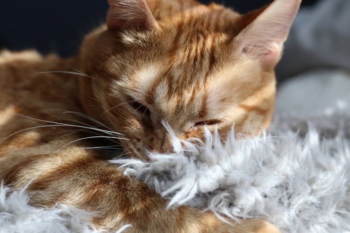 Liebenswertes Bild einer in eine Decke eingekuschelten Katze, die Komfort und Wärme in einer ruhigen Umgebung verkörpert.