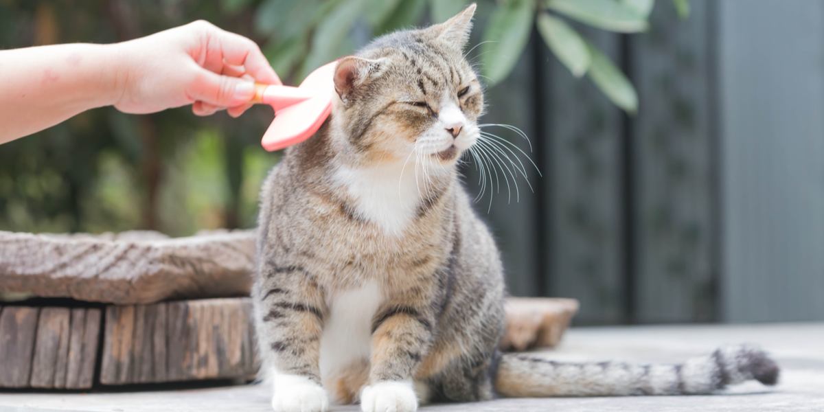 Katze wird mit einem Kamm gepflegt