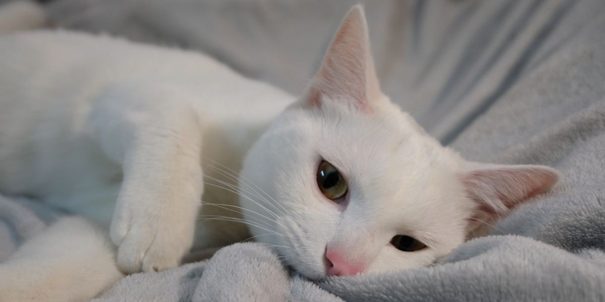 Neugierige Katze knabbert spielerisch an einer kuscheligen Decke und zeigt damit ihre Zuneigung und verspielte Natur.