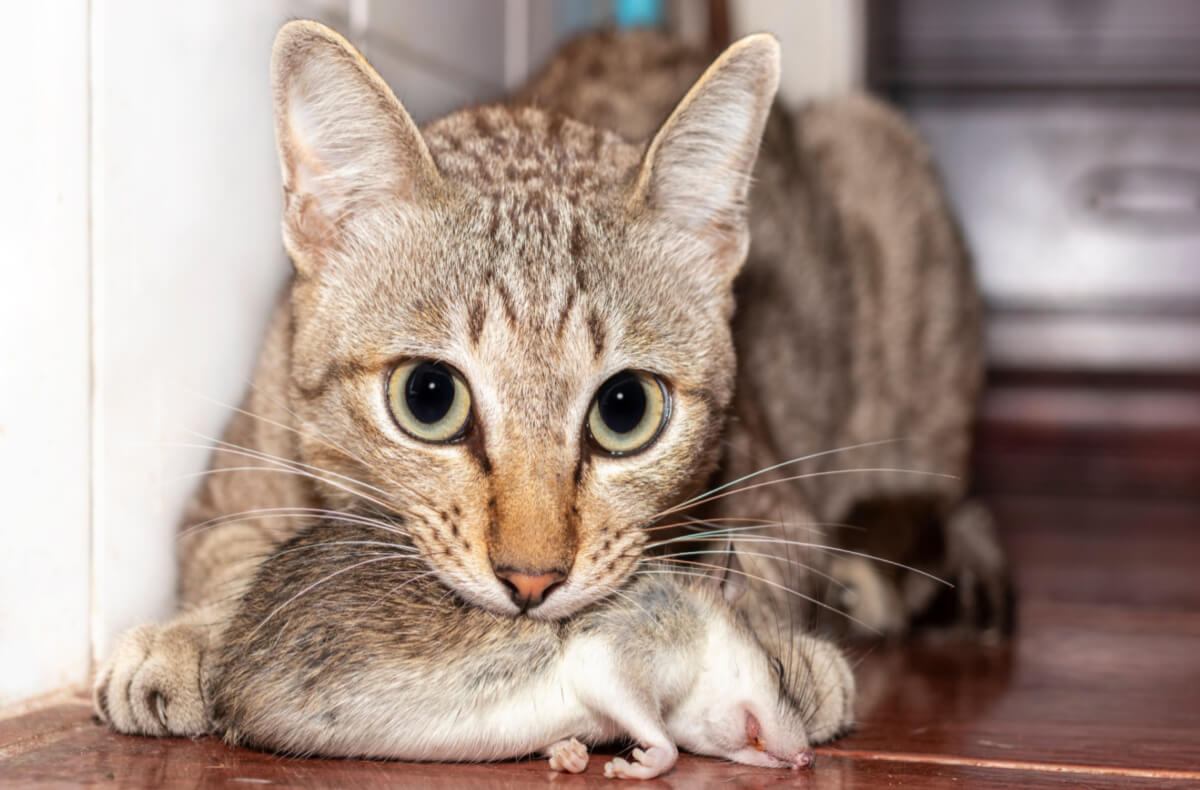 Katze beißt tote Maus