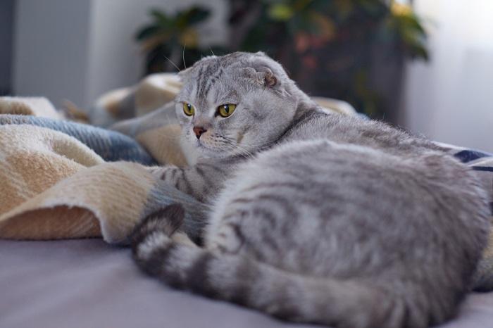 Katze sitzt im Bett mit Decke