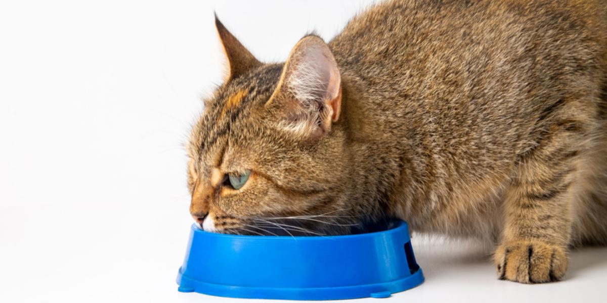 Katze frisst aus einem blauen Napf