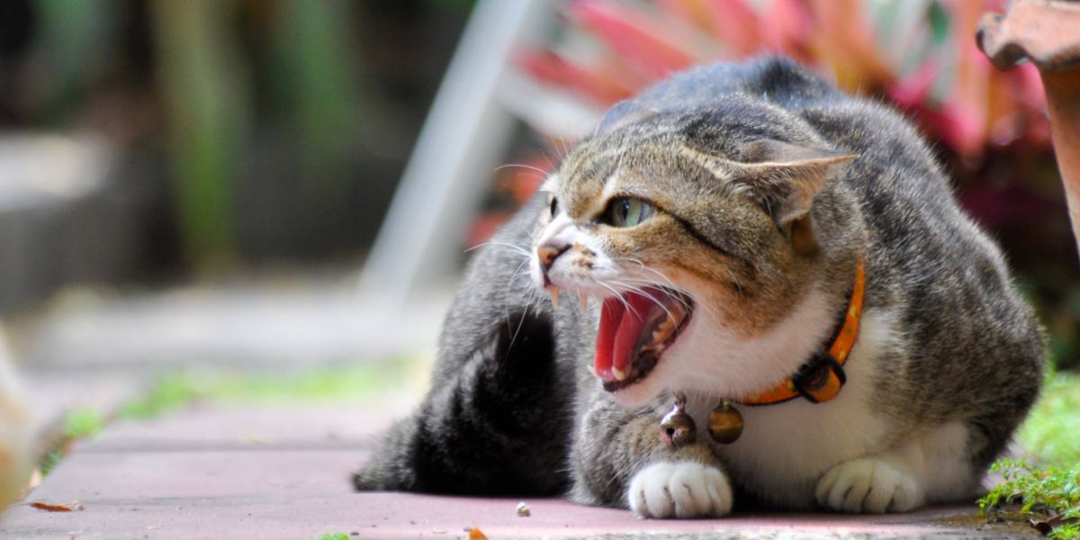 Ein eindrucksvolles Bild einer heulenden Katze mit offenem Maul als stimmliche Kommunikationsdemonstration, die möglicherweise verschiedene Emotionen wie Sehnsucht, Territorialverhalten oder den Ruf nach Aufmerksamkeit ausdrückt.