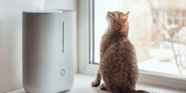 Sind Luftbefeuchter fr Katzen unbedenklich? - Cats.com