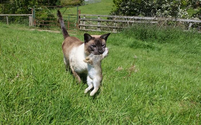 Dynamisches Bild, das eine Katze bei der Jagd zeigt, die es auf ein Kaninchen abgesehen hat.