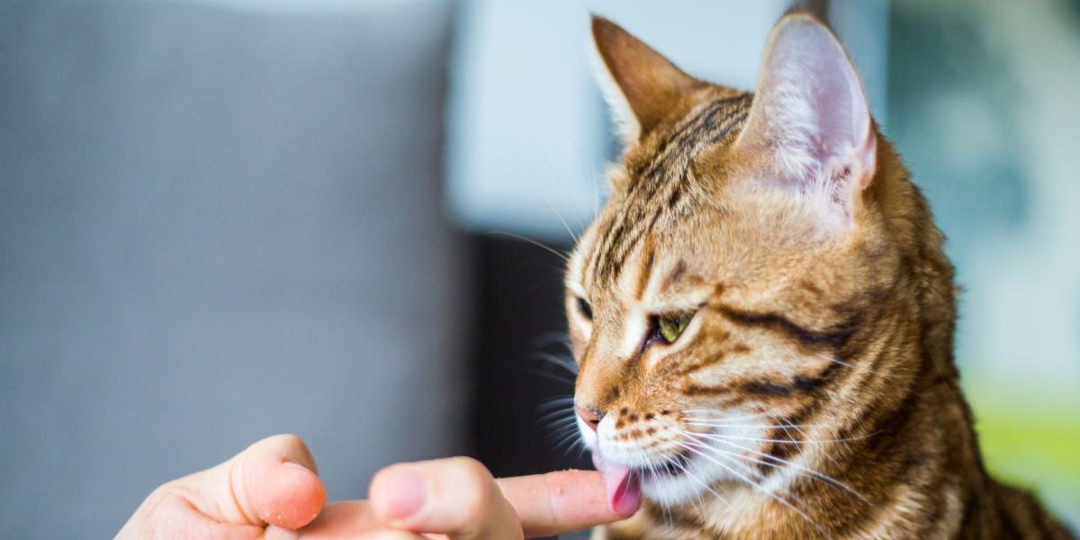 In einem komprimierten Bild leckt eine Katze spielerisch den Finger einer Person und veranschaulicht so ein niedliches und liebevolles Verhalten einer Katze.