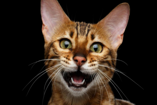 Warum miaut meine Katze nachts?