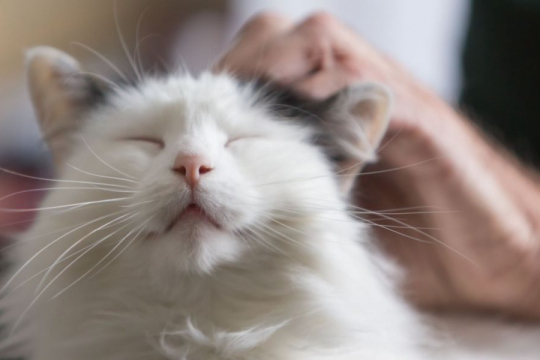 Warum schnurrt meine Katze immer?