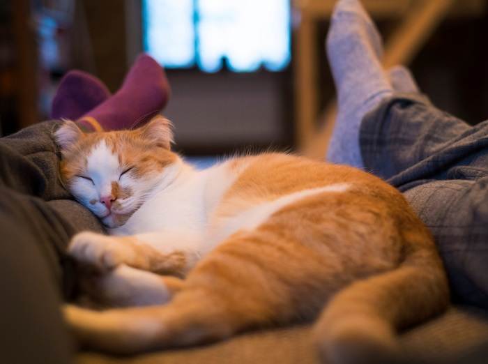 Gemütliches Bild einer Katze, die friedlich zwischen gekreuzten Beinen schlummert und einen ruhigen Moment der Ruhe und des Vertrauens verkörpert.