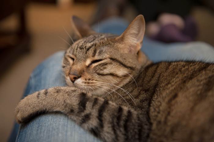 Eine zufriedene Katze, die zusammengerollt bequem zwischen jemandes Beinen schläft und eine enge und liebevolle Bindung symbolisiert.