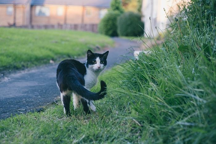 Katze läuft im grünen Gras