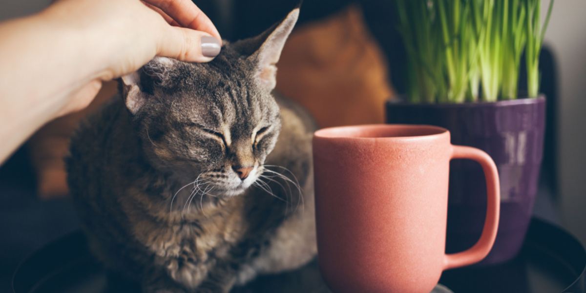 Von Kaffee inspirierte Katze mit einer einzigartigen und kreativen Katzenästhetik.