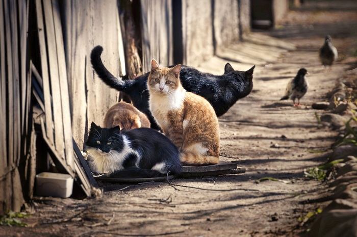 Fakten über Wildkatzen