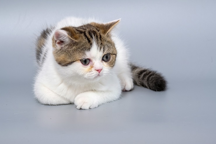 Italienische Katze in einem komprimierten Bild, das einen Einblick in den Charme italienischer Katzen bietet.