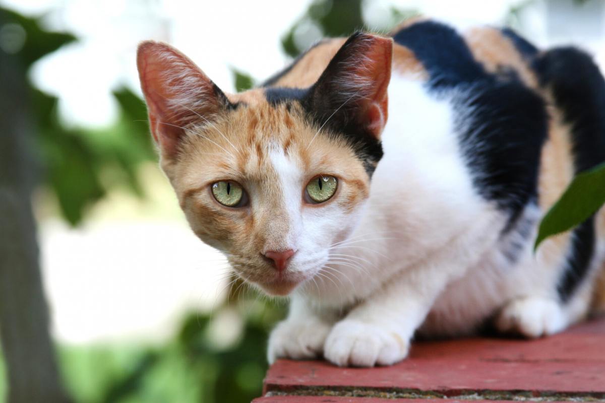 Ein Bild einer wilden Katze, das die ungezähmte und unabhängige Natur dieser katzenartigen Kreaturen hervorhebt.