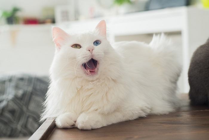 Katze mit weit geöffnetem Maul