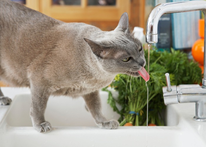 Eine graue Katze genießt einen erfrischenden Schluck aus dem Wasserhahn und zeigt damit ihre einzigartige Vorliebe für fließendes Wasser und eine ausreichende Flüssigkeitszufuhr.