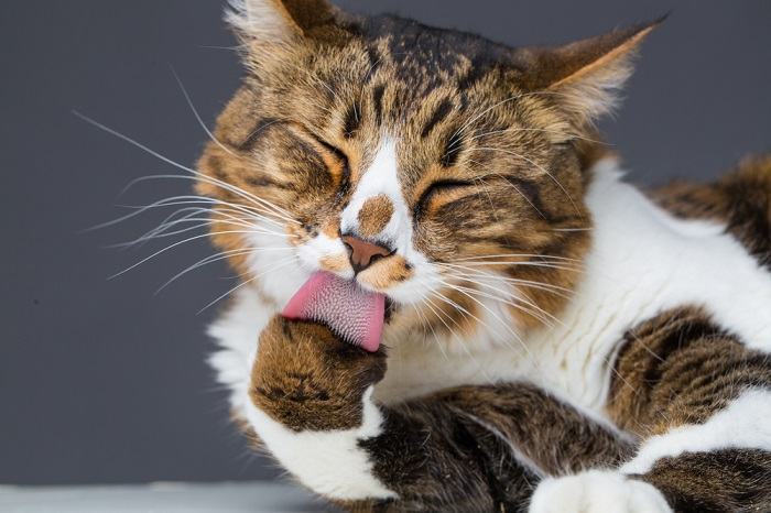 Die Katzenpflege selbst veranschaulicht die sorgfältige Selbstpflegeroutine von Katzen.