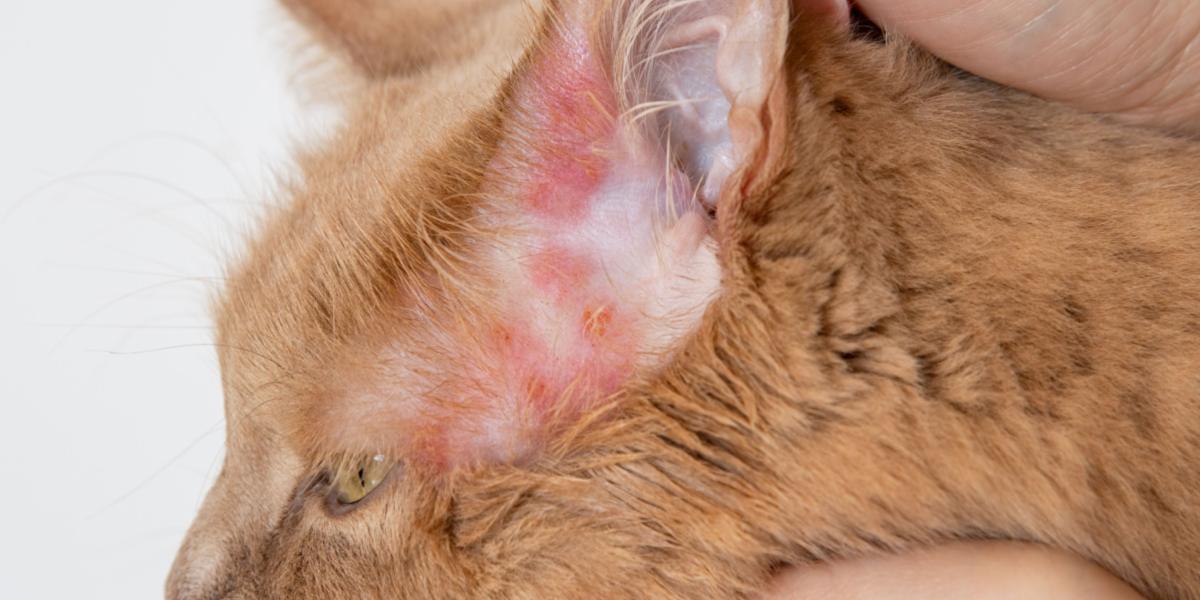 Hautausschläge bei einer Katze weisen auf das Vorhandensein von Hautreizungen hin und zeigen, wie wichtig es ist, sich um dermatologische Probleme bei Katzen zu kümmern.