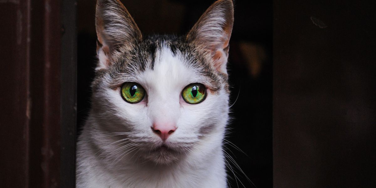 Ein Bild, das eine schüchterne Katze in vorsichtiger Haltung zeigt, möglicherweise mit gesenktem Kopf und Ohren. Das Bild fängt das zurückhaltende und vorsichtige Verhalten der Katze ein, das oft als Reaktion auf ungewohnte Umgebungen oder Situationen auftritt.