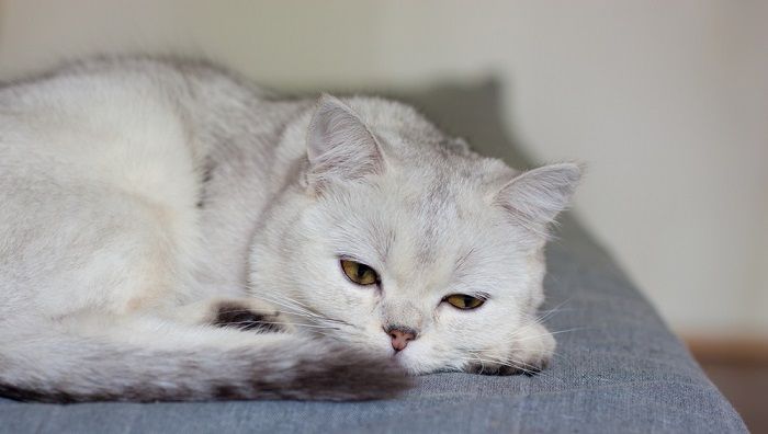 Katze schläft in zusammengerollter Position