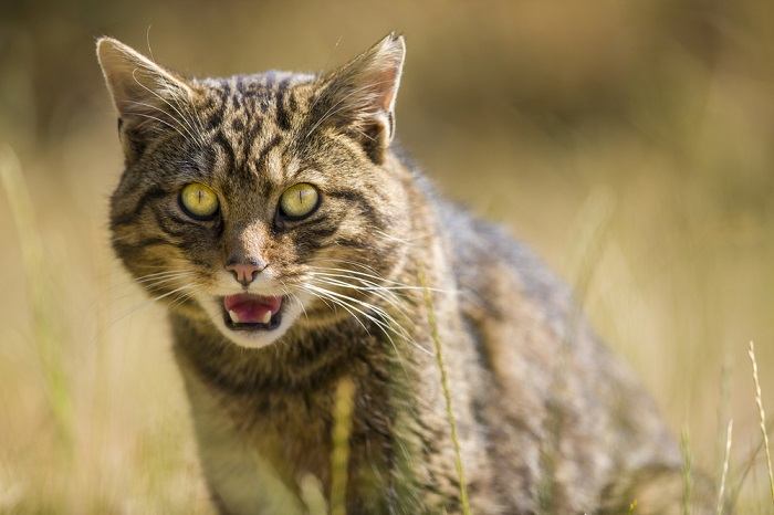 Fakten über Wildkatzen