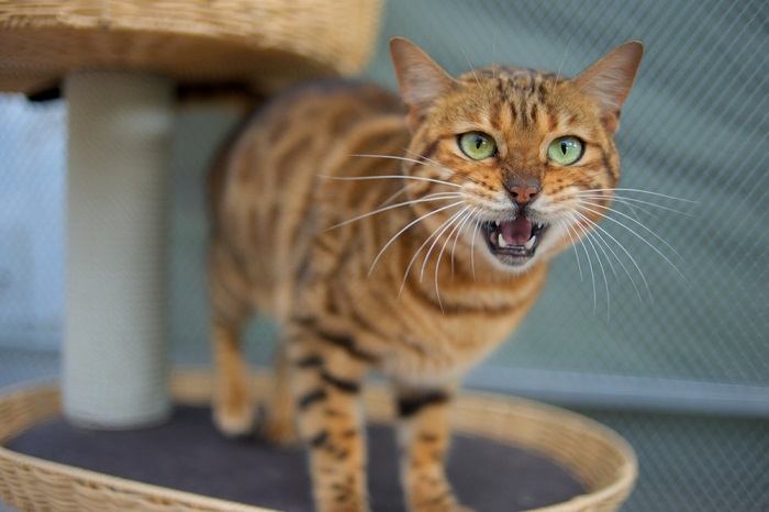 Eine einsame Katze, eingefangen beim klagenden Heulen, ihre Stimme ist intensiv und vermittelt möglicherweise Gefühle von Einsamkeit, Neugier oder den Wunsch nach Bindung.