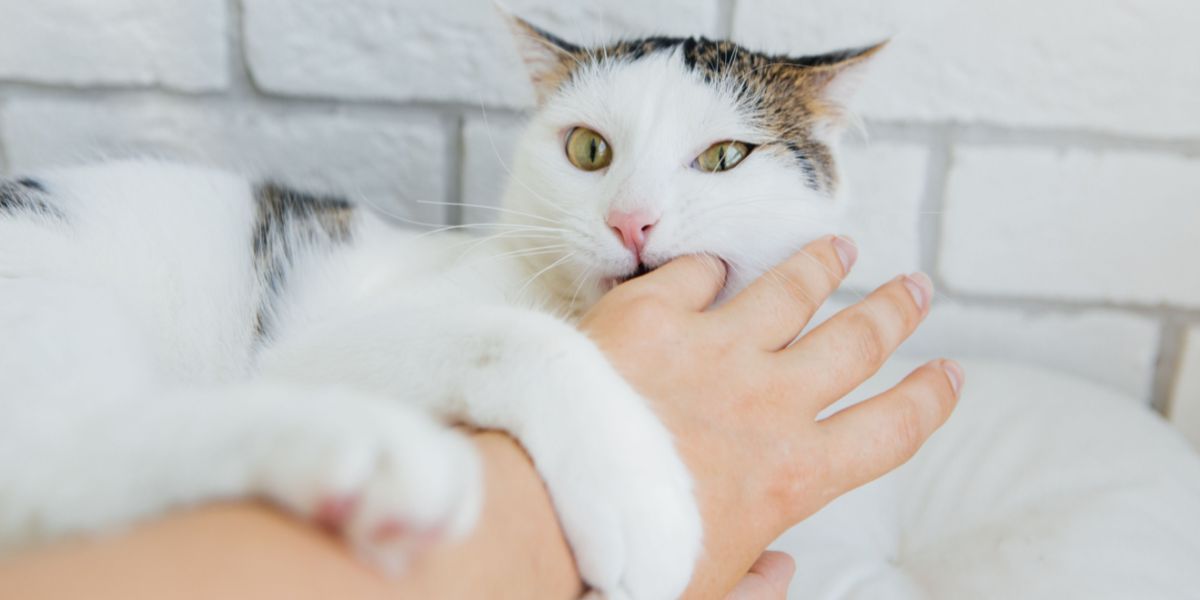 Ein informatives Bild zur Frage, warum Katzen beißen.