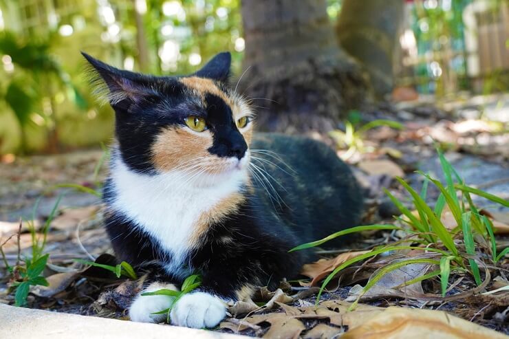 Eine aufmerksame und vorsichtige Katze mit großen Augen und aufgestelltem Fell, die Anzeichen von Angst und Unsicherheit zeigt.