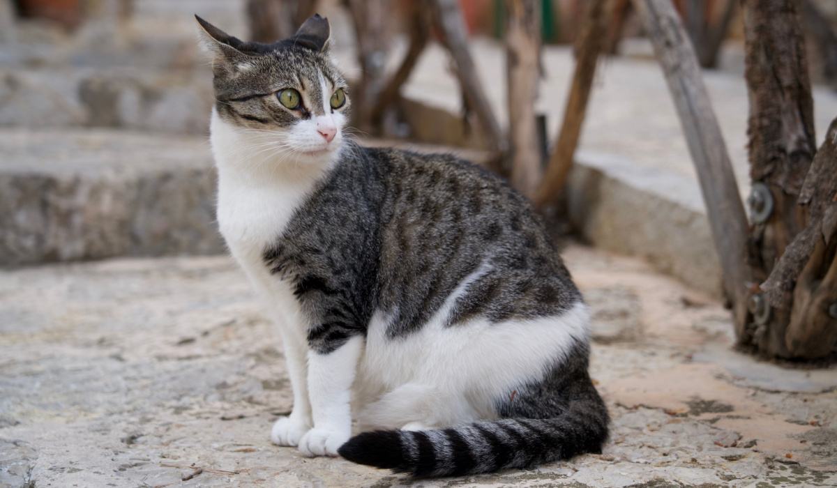 Katze mit nach hinten gerichteten Ohren, die erhöhte Wachsamkeit oder Neugier gegenüber ihrer Umgebung zeigt.