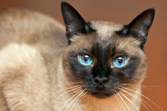 Die 10 Robustesten Katzenrassen für eine lebenslange Verbindung zu Ihrem vierbeinigen Gefährten