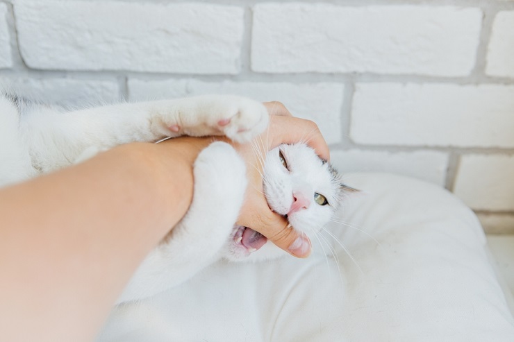 Katze beißt in die Hand