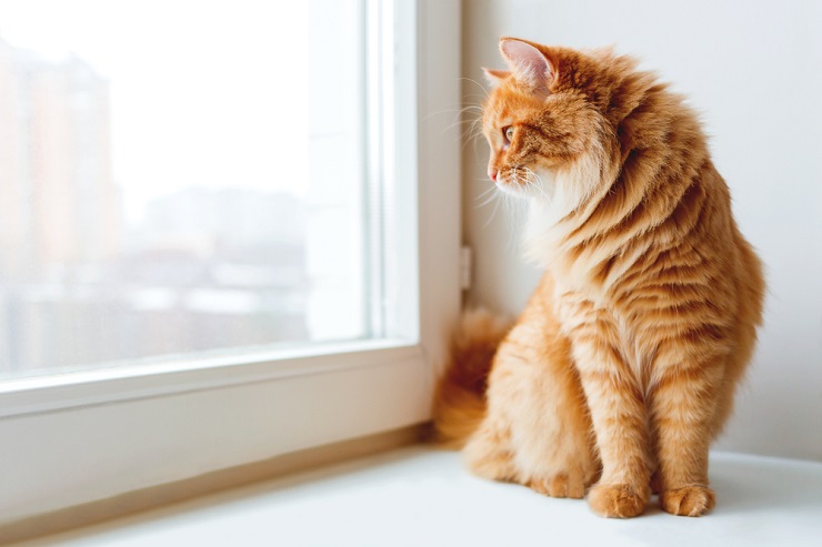 Das Bild scheint das Konzept zu vermitteln, ein Zuhause „katzensicher“ zu machen.