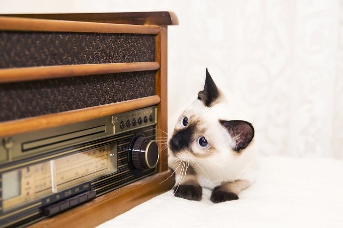 Katze schaut auf ein Radio.