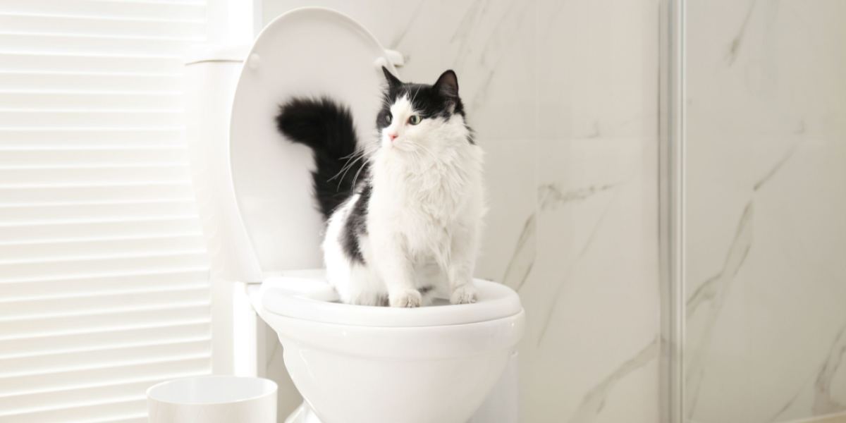 Katzentoilettentraining