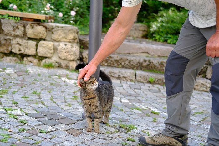 Spüren Katzen, wenn Menschen traurig sind? Eine Katze beobachtet die Emotionen eines Menschen.