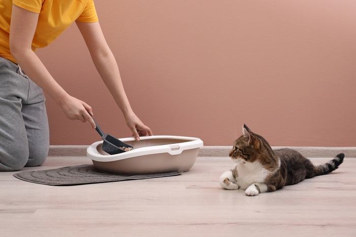 Ein Bild, das eine Katze zeigt, die ihren Kot in einer sauberen Katzentoilette verrichtet.