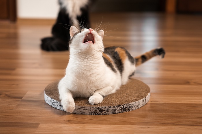 Ein Bild, das hohe Töne darstellt, die eine Wirkung auf Katzen haben können.