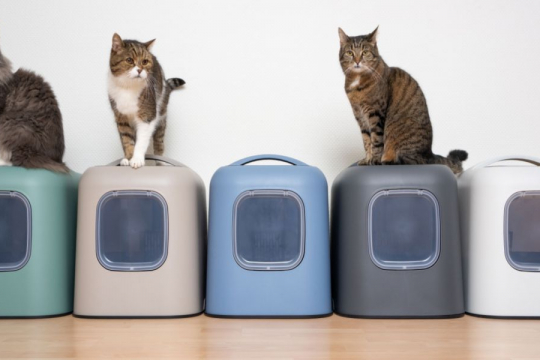 Wie viele Katzentoiletten sollten Sie pro Katze besitzen?