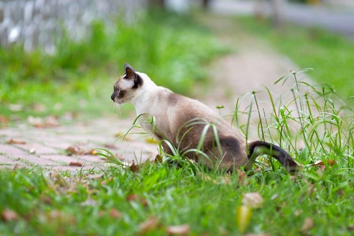 Das Bild zeigt eine Lösung, die Katzen davon abhalten soll, im Garten ihr Geschäft zu verrichten, und unterstreicht die Bemühungen, den Außenbereich sauber und ordentlich zu halten.