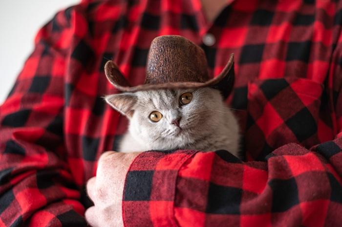 Entzückendes Kätzchen mit Cowboyhut, das eine verspielte und bezaubernde Szene heraufbeschwört.