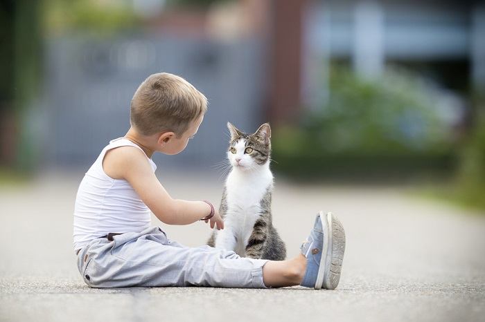 klingt wie Katzen