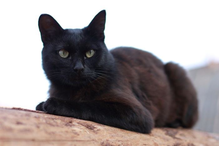 Kaffeefarbener Kater, der eine Aura der Vornehmheit ausstrahlt.